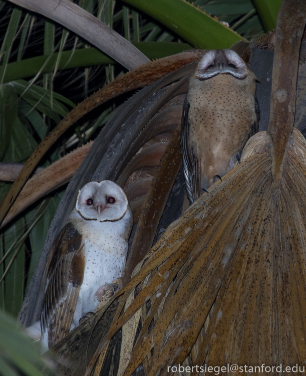 barn owls